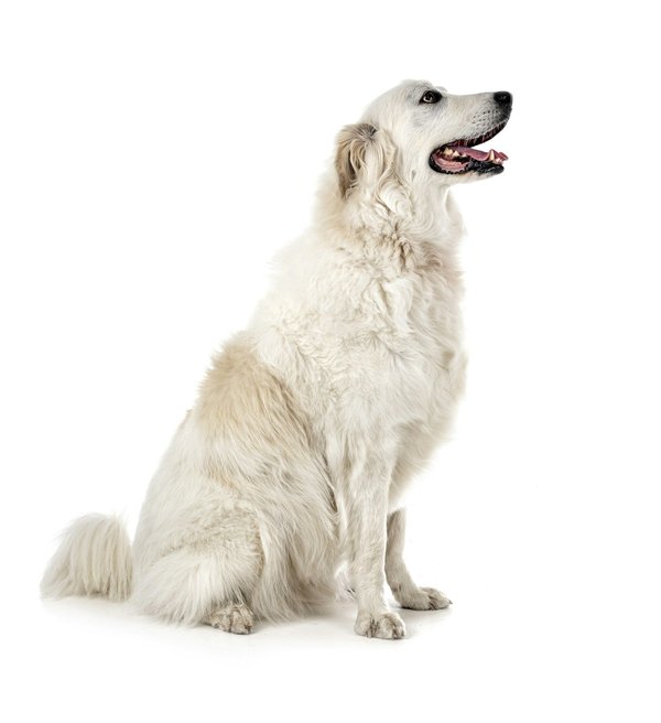 Briançon : découvrez le style de vie alpin et les tendances